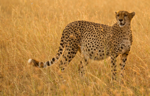 cheetah